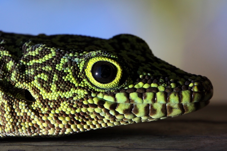 gecko head